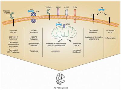 Mitochondrial Dysfunction and Alzheimer’s Disease: Role of Microglia